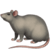 rat