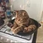 poastoast